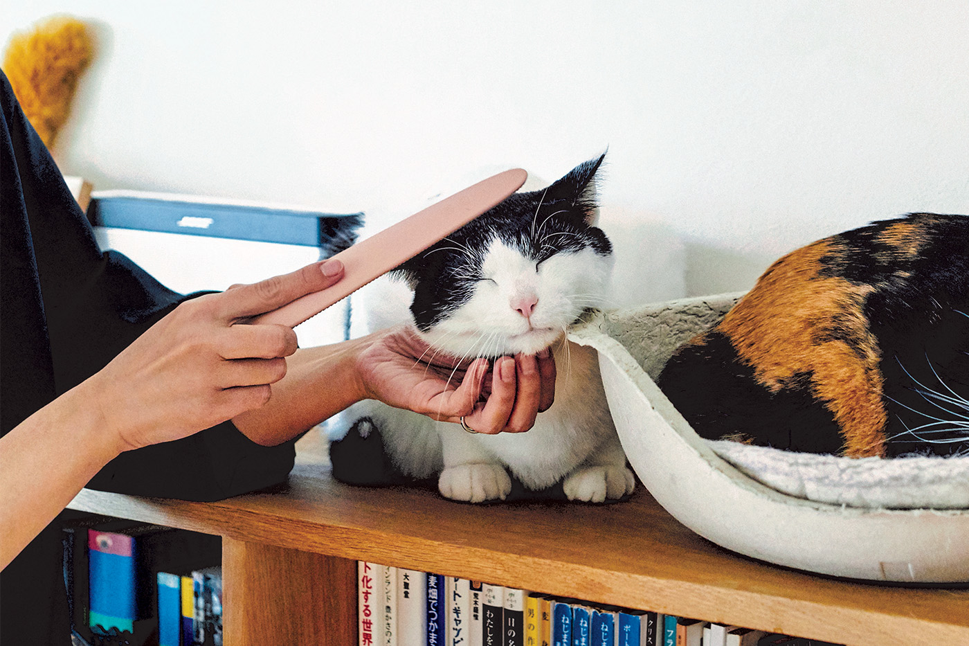 Wataoka shop cat groomer